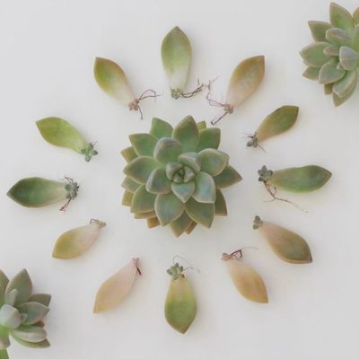 6d8fbfaafa4253d10d606485e2bb12f0