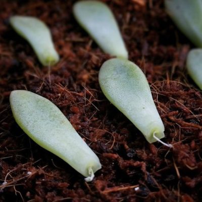 7df0c22003ac22d56df6d2ead3d705dd