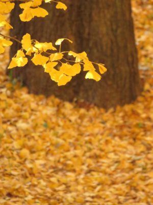 イチョウの画像 by Noaさん｜秋紅葉 (2015月12月5日)｜みどりでつながる?GreenSnap