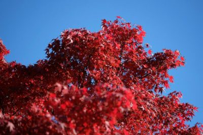 モミジの画像 by akoさん｜ (2015月12月5日)｜みどりでつながる?GreenSnap