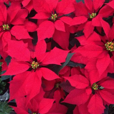 ポインセチアの画像 by マツダタカシさん｜冬に負けない！と今日の一枚と冬を楽しむとガーデニングと花のある暮らし (2015月11月13日)｜みどりでつながる?GreenSnap