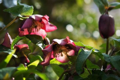 クリスマスローズの画像 by リリマヤ（LiliumayaGarden）さん｜今日の一枚とガーデニングとクリスマスマスローズ (2016月2月25日)｜みどりでつながる?GreenSnap