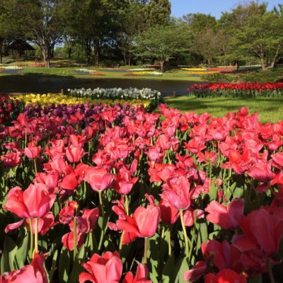 チューリップの画像 by tanさん｜ (2016月5月22日)｜みどりでつながる?GreenSnap