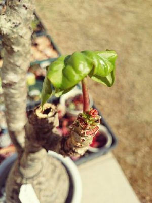 サンゴアブラギリの画像 by ねるねさん｜トウダイクサ科とヤトロファと春到来！ (2016月3月25日)｜みどりでつながる?GreenSnap