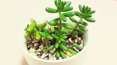 多肉植物 細長い茎の観葉植物 多肉植物・サボテン図鑑｜種類、育て方を紹介｜みんなの趣味の園芸