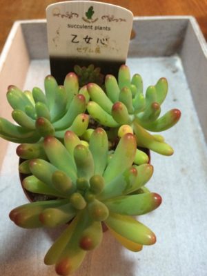 Photo by ミサタクさん@GreenSnap