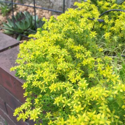 Photo by junsanさん@GreenSnap