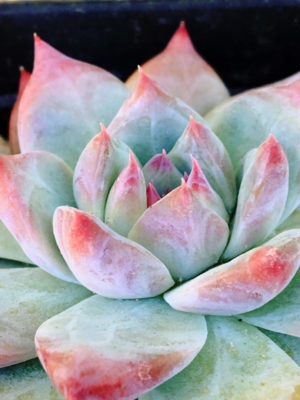 Photo by TMさん@GreenSnap