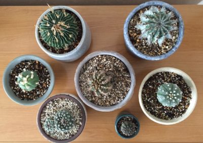 Photo by patyさん@GreenSnap