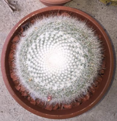 Photo by 金藤さん@GreenSnap