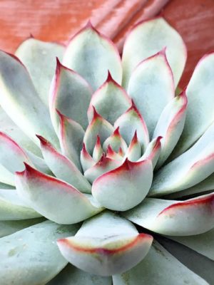 Photo by TMさん@GreenSnap