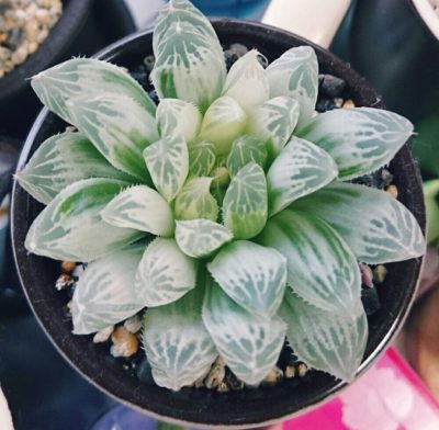 Photo by よも姉さん@GreenSnap