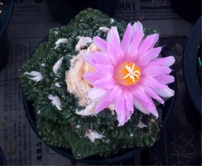 Photo by さぼちゃんだいすきさん@GreenSnap