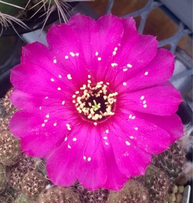 サボテンに花を咲かせましょう！｜🍀GreenSnap（グリーンスナップ）