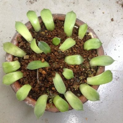 Photo by とこさん@GreenSnap