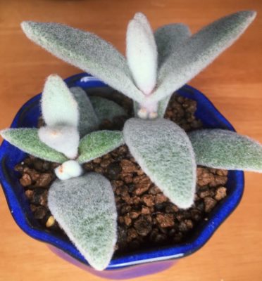 Photo by kkk.ayamoさん@GreenSnap 