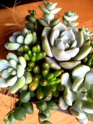 Photo by kkk.ayamoさん@GreenSnap 