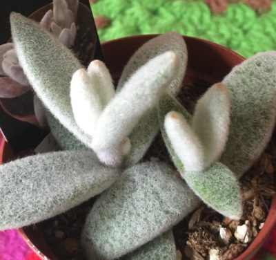 Photo by kkk.ayamoさん@GreenSnap 