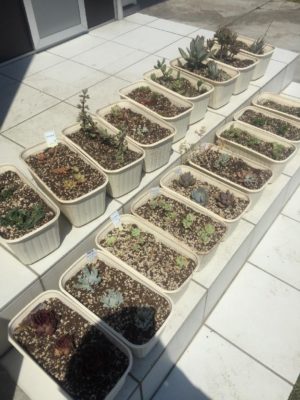 Photo by くぅさん@GreenSnap 