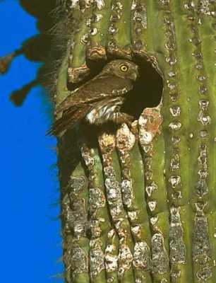 9ba914ec0d60d65dbc7d68051bc27492