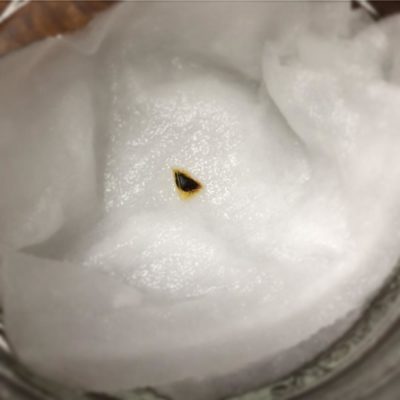 Photo by うりずんさん@GreenSnap