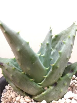 Photo by gsanさん@GreenSnap