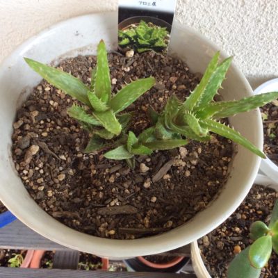 Photo by foxy_maiさん@GreenSnap