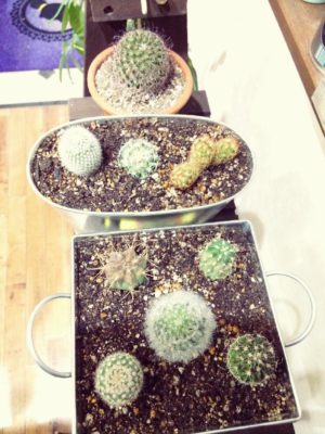 Photo by chouchouさん@GreenSnap