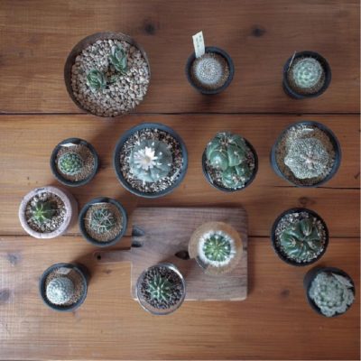 Photo by Blumen Hutteさん@GreenSnap