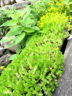 Photo by sugarさん@GreenSnap