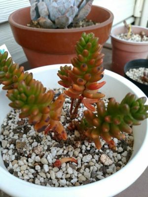 Photo by sammyさん@GreenSnap