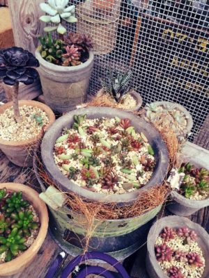 Photo by reo29さん@GreenSnap