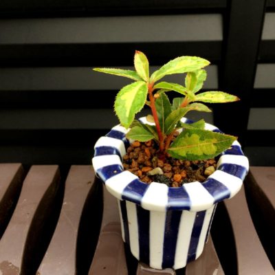 Photo by 池さん@GreenSnap