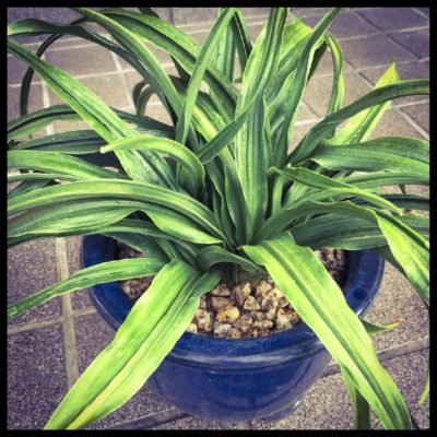 Photo by yuco*さん@GreenSnap