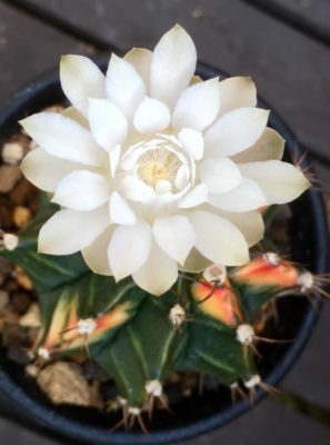 Photo by さっちゃんさん@GreenSnap