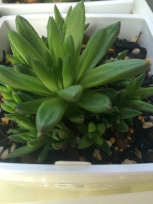 Photo by Lts.tさん@GreenSnap