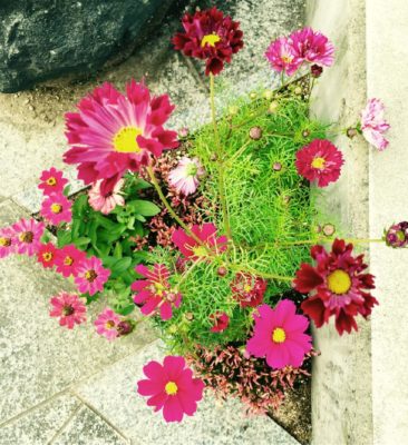 Photo by ギボウシさん@GreenSnap