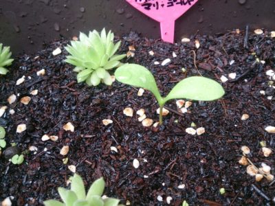 Photo by ryo(*¨*)さん@GreenSnap