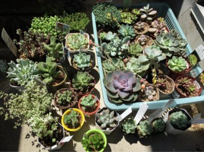 Photo by タケさん@GreenSnap