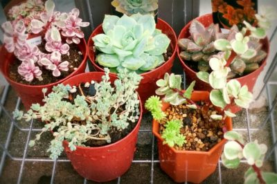 Photo by *akko*さん@GreenSnap