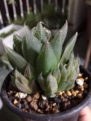 Photo by hideさん@GreenSnap