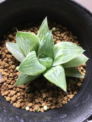 Photo by とろろさん@GreenSnap