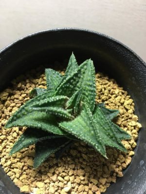 Photo by とろろさん@GreenSnap