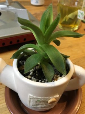 Photo by てんさん@GreenSnap