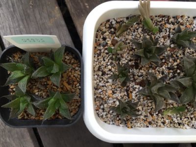 Photo by たらこまるさん@GreenSnap