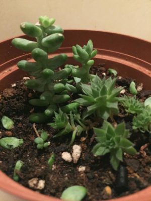 Photo by syaさん@GreenSnap