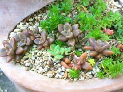 Photo by rematさん@GreenSnap