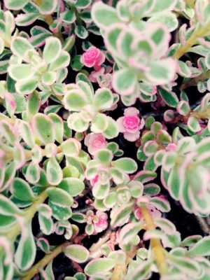 Photo by るるさん@GreenSnap