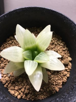 Photo by とろろさん@GreenSnap