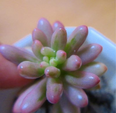 Photo by moe.ta29さん@GreenSnap